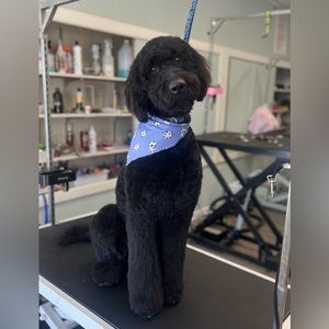 Meet your Posher, Amelia